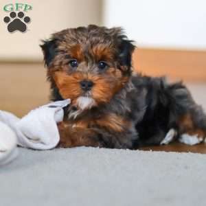 Jackson, Yorkie Poo Puppy